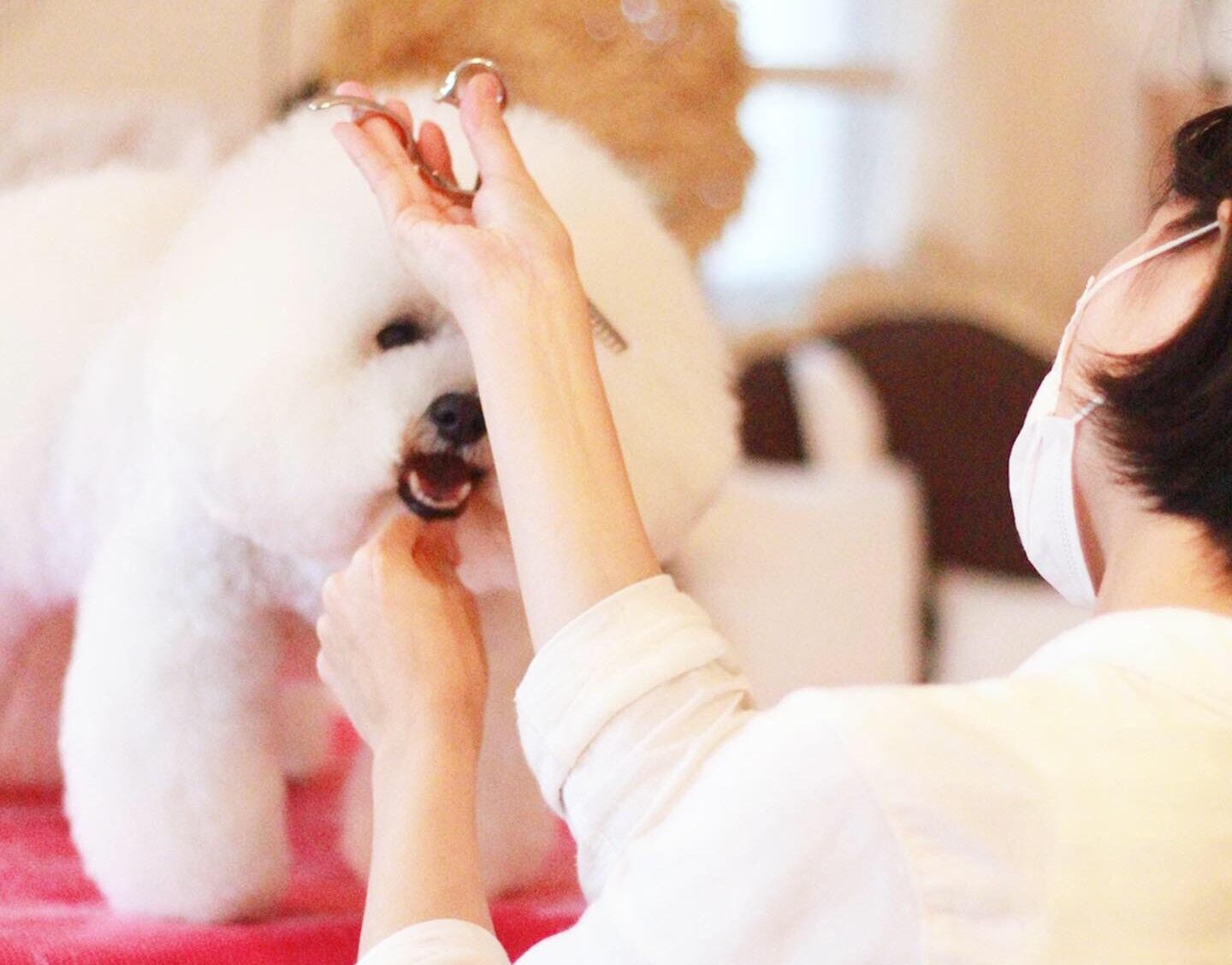 当店一番人気 Takamine Dmp500 6bl 長渕剛モデル アコースティックギター Murraychiropracticneurology Com