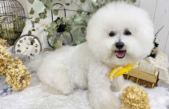 板橋区でビションフリーゼのトリミングをするなら わんすりーる