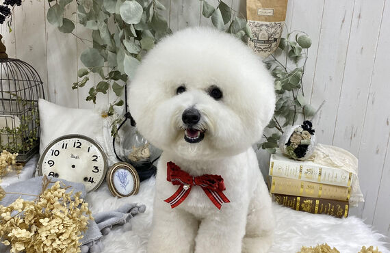 ビションフリーゼのまんまるカットが得意なペットサロン 板橋区で丁寧に仕上げるトリミングサロンわんすりーる