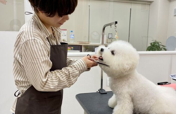 板橋区成増　次のトリミングまで快適なスタイルのご提案｜トリミングサロンWanSourire(わんすりーる)