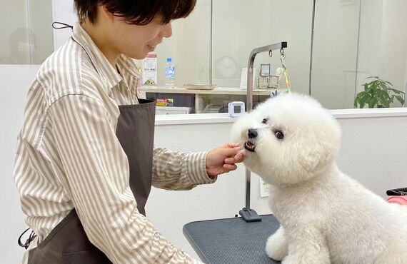 可愛さとお手入れのしやすさ両方叶えます｜板橋区成増トリミングサロンWanSourire(わんすりーる)