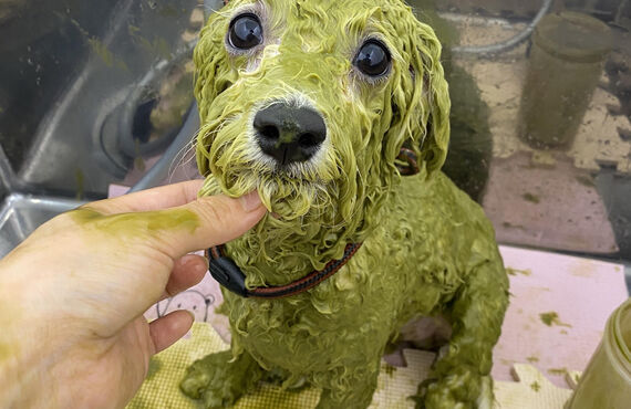 毛玉・抜け毛のお悩みをスッキリ解決！ハーブパック取扱店｜板橋区成増トリミングサロンWanSourire(わんすりーる)